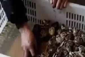 怎样提高野鸡苗的成活率？