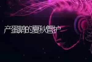 产蛋鹅的夏秋管护