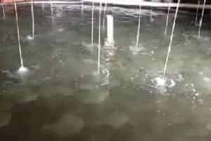 环保四步养出美味健康多宝鱼,对冰鲜投喂模式说拜拜