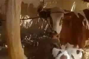 母牛产后护理注意事项