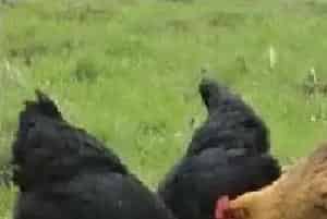 初春养鸡技术之注意事项