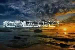 鲍鱼养殖应注意哪些?