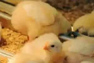 早春育雏鸡的饲养管理