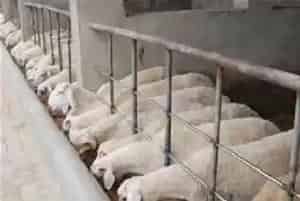 冬季养羊防疫要点