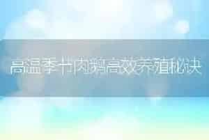 高温季节肉鹅高效养殖秘诀