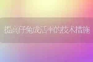 实用养鹅技术