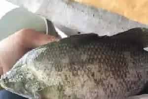盲曹鱼冬棚管理技术关键点