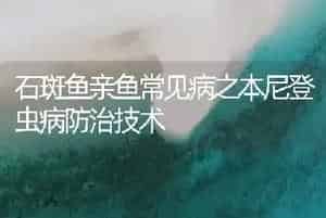 石斑鱼亲鱼常见病之本尼登虫病防治技术
