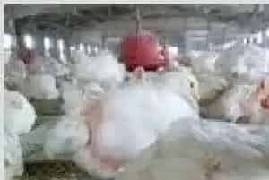 春季养肉鸡注意事项