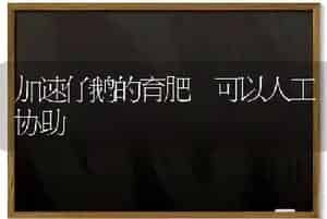加速仔鹅的育肥 可以人工协助