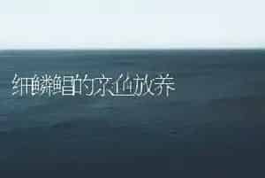 细鳞鲳的亲鱼放养