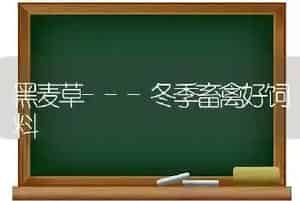 黑麦草---冬季畜禽好饲料