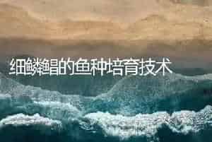 细鳞鲳的鱼种培育技术