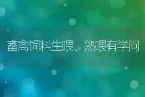 畜禽饲料生喂、熟喂有学问