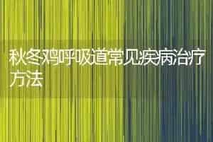 秋冬鸡呼吸道常见疾病治疗方法