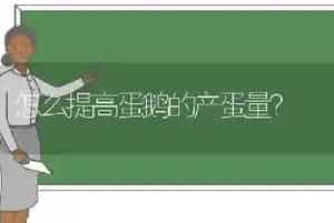 怎么提高蛋鹅的产蛋量?