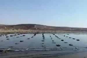 海参市场开始复苏,你准备好了吗?