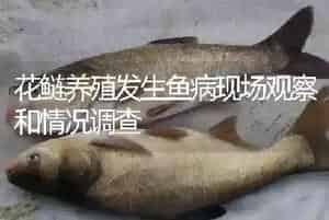花鲢养殖发生鱼病现场观察和情况调查