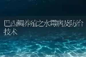 巴西鲷养殖之水霉病及防治技术