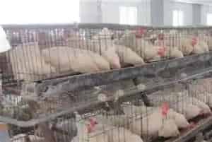 白羽肉鸡笼养怎么喂养
