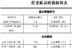 海南万宁石斑鱼养殖户符老板：全程用七好7个月长1斤鱼