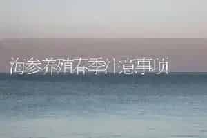 海参养殖春季注意事项