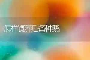 怎样饲养后备种鹅