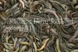泥鳅高密度精养的效益高(泥鳅养殖)