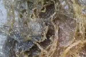 气温骤然上升,春季海参圈问题集中爆发