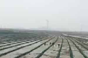 海参养殖户轻松肥水治愈化皮防控青苔的秘诀