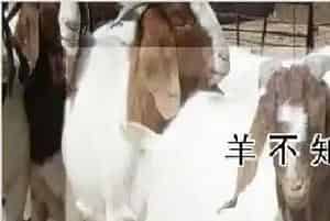羊不知道饥饱吗