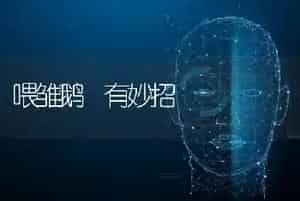 喂雏鹅 有妙招