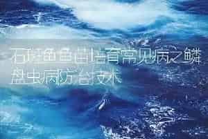 石斑鱼鱼苗培育常见病之鳞盘虫病防治技术
