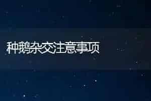 种鹅杂交注意事项