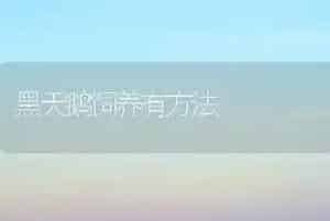 黑天鹅饲养有方法