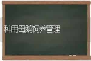 种用母鹅饲养管理