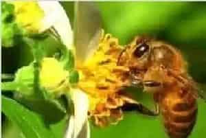 用中国蜂蜜冒充日本货