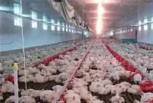 如何养殖肉鸡？肉鸡养殖注意什么
