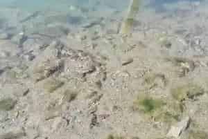 山东胶州湾浅滩海参养殖模式探索