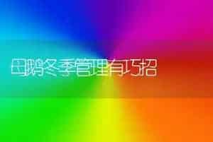 母鹅冬季管理有巧招
