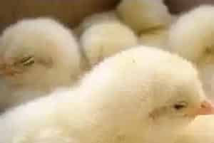 夏季肉鸡高速长肉技巧