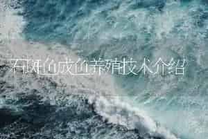 石斑鱼成鱼养殖技术介绍