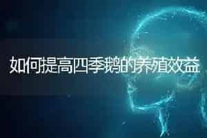 如何提高四季鹅的养殖效益