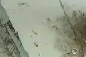 天气变化诱发石斑鱼苗黑身、死亡
