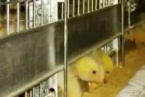 养鸡场的科学消毒工作流程操作