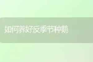 如何养好反季节种鹅