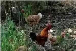 养鸡技术之雏鸡成活率的提高