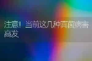 雏鹅痛风“三步五防”更有效