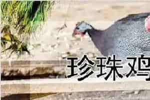 珍珠鸡散养方法