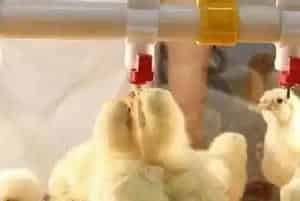 养鸡知识：雏鸡第一次饮水的时间及注意事项